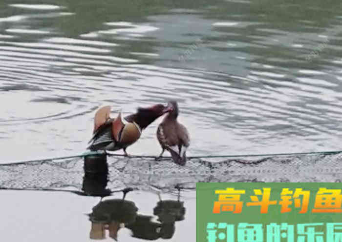 几种不宜挂钩作钓的饵，注意用饵方面的灵活运用与变化