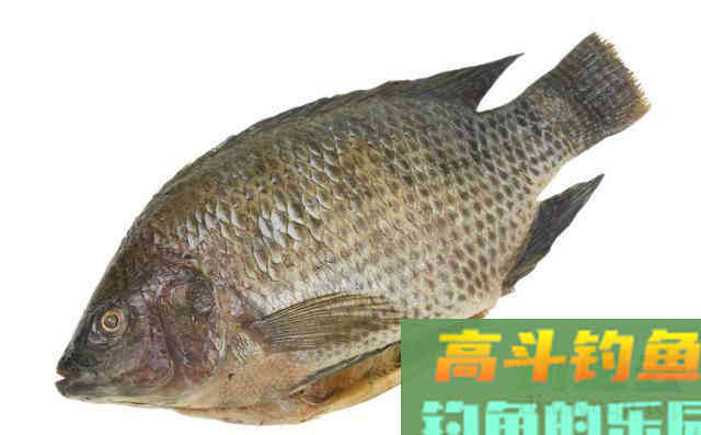 每到钓罗非鱼的季节，我都用这两款自制饵料