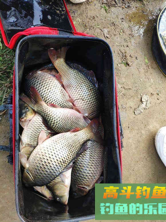 小药添加剂，最重要的往往被忽略的饵料