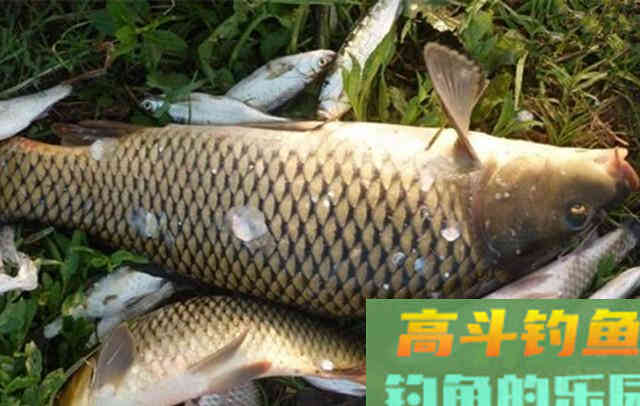 重窝的作用，与小水面打窝的技巧
