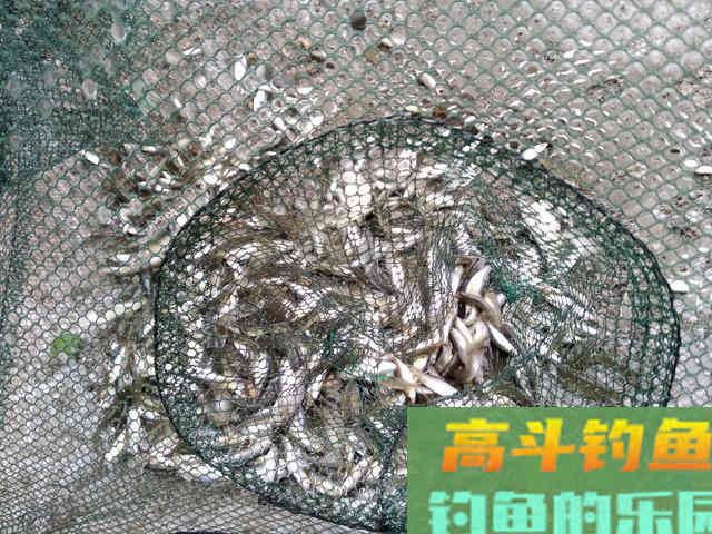 野生鱼儿可不一定喜欢渔具店里卖的饵，得看水里有啥