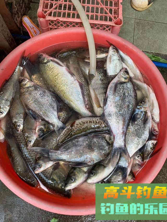 夏天促开口小药推荐，能显著提升渔获