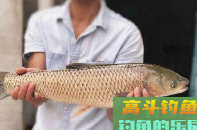 钓大草鱼时，可以供钓友们参考的一款自制窝饵