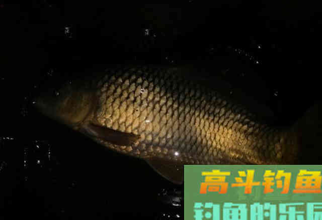 春季湖边夜钓，用蚯蚓作钓黄辣丁，钓获3斤野生鲤鱼