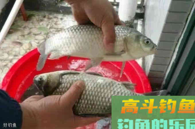 平常用的饵料里加一些什么能让诱鱼效果倍增？