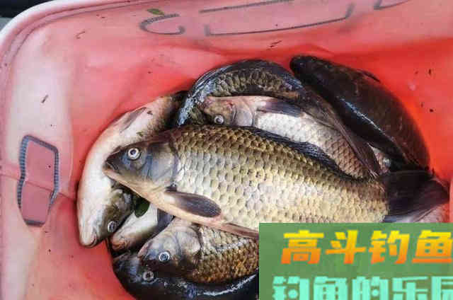 秋天将温后，如何利用蚯蚓钓好鲫鱼的4个最新用法