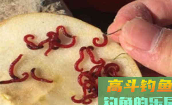 红虫饵料使用技巧全攻略：深秋初冬手竿钓鲫鱼