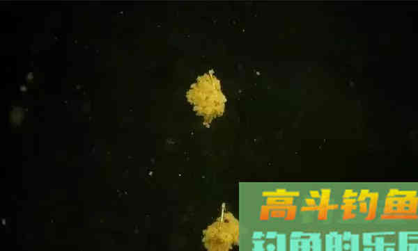 为什么开饵被钓友们称为最重要和最难的过程
