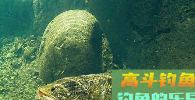 辟谣：懒人神器“仿生蚯蚓”，南北通杀专钓大板鲫