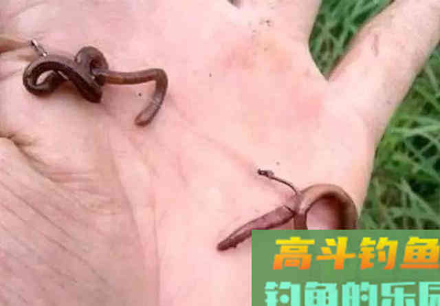 红虫和蚯蚓，钓鱼用哪个更好？