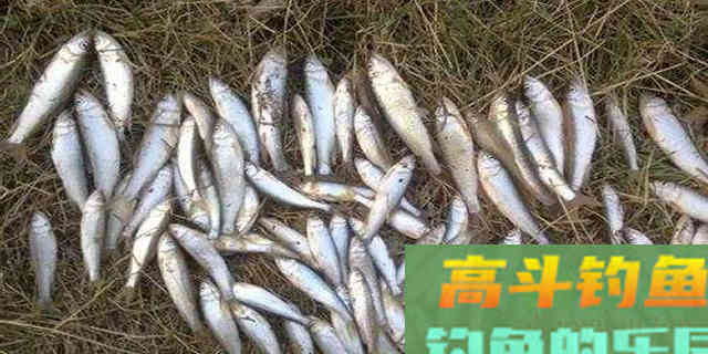 实战拉饵的技巧是什么