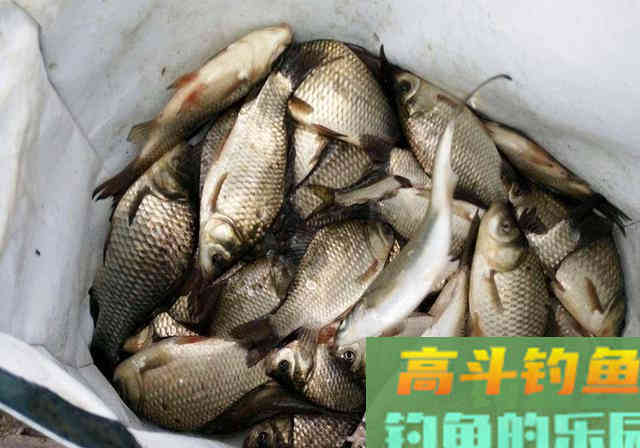 下脚料看似与鱼无关，拿来做窝料，穿透力强诱鱼效果好