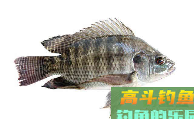 每到钓罗非鱼的季节，我都用这两款自制饵料