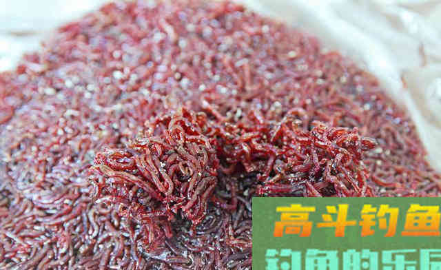 冬季钓鲫鱼3种好用虫饵，蚯蚓钓不上鱼，试试另外2种
