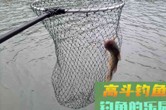 火腿肠也能钓鱼？用白酒、红糖、氨基酸泡制后，有效
