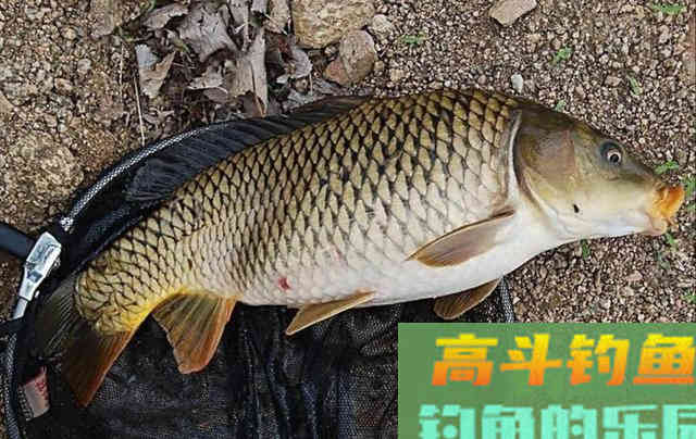 传统谷麦钓法，酒米谷麦饵料详细教学