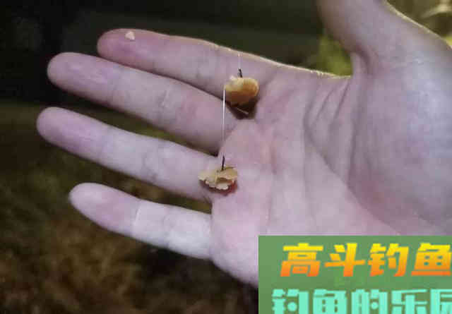 口香糖能钓到鱼吗？野河小测4小时，效果十分稳定