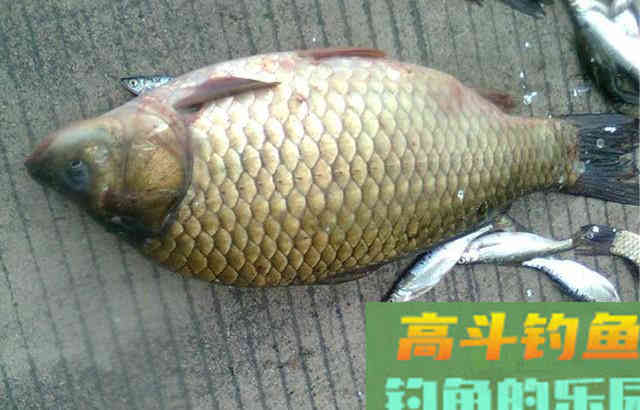 自制发酵玉米发窝快留鱼多