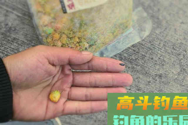 秋分后，钓鲤鱼这些饵料都挺好用的