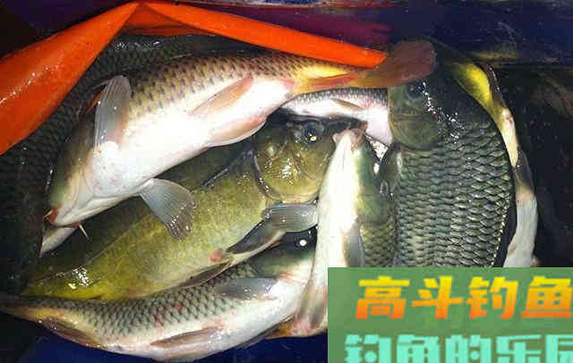 剩菜剩饭不要扔，拿来做窝料，诱鱼效果不比买的差