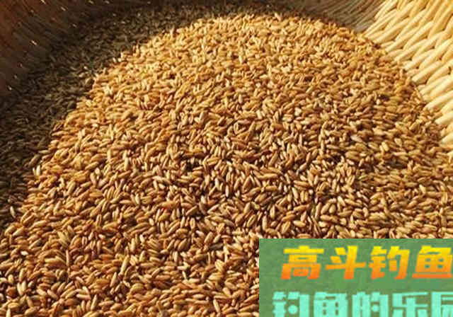 用了半辈子的打窝料配方，主攻鲤鱼和草鱼