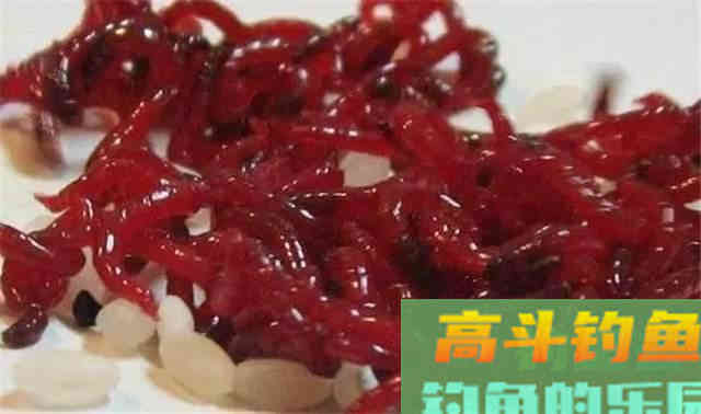 诱鱼开口的腥味饵，种类不同，诱钓效果也不相同
