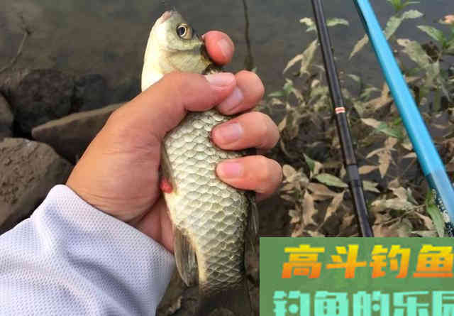 6款适合新手钓鲫鱼的饵料，无需搭配，单开就好用