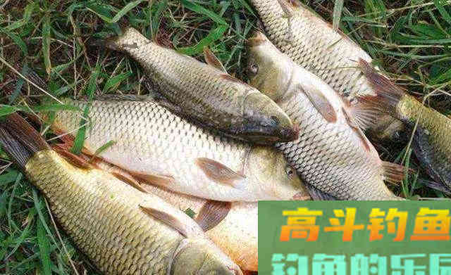 垂钓领域中的本源钓饵，作钓各个鱼种里的权威存在