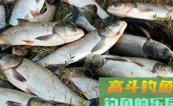 比较通用的窝头作为主料的饵料，自制了几个钓鱼窝头