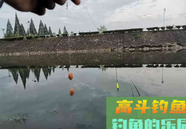 火腿肠还能钓鱼？半截火腿肠钓了一上午，实践出真知
