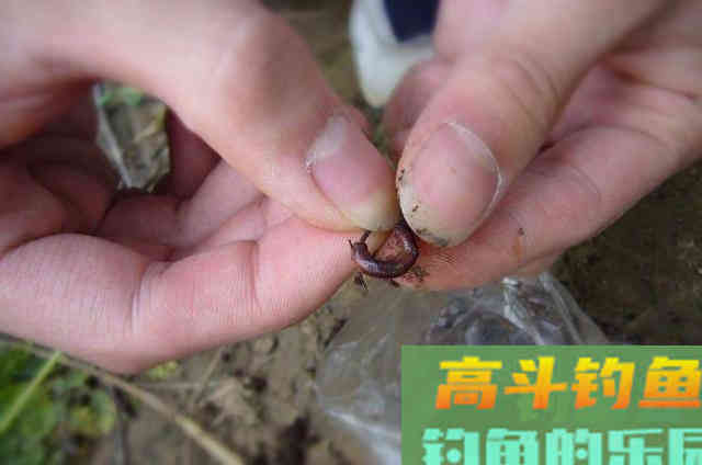 用不完的商品饵料最佳处理方式