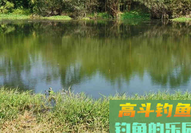 它是钓草鱼的必备状态饵，好用又不贵