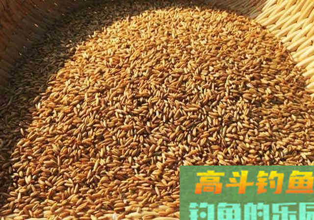 加工一下麦粒，不仅能钓鲫鱼，鲤鱼草鱼也能钓