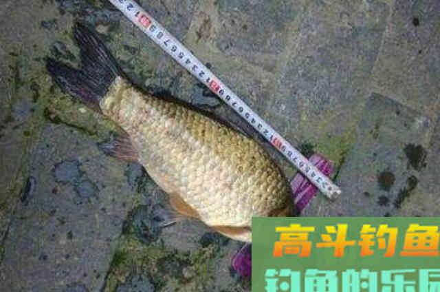 冬天野钓大板鲫时，一些打窝诱鱼方式与技巧