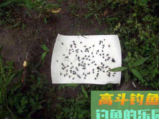 万能鱼饵非蚯蚓莫属？不，还有苍蝇也可以钓鱼