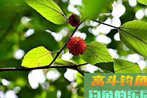 神奇的鱼饵-野果篇