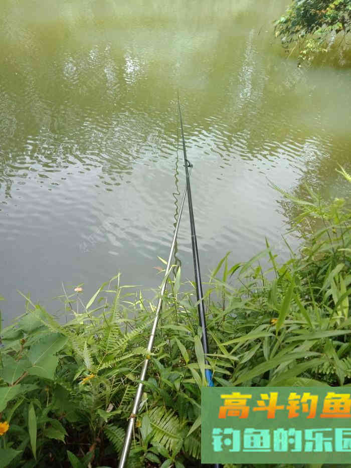 回家顺手试自配草鱼饵，还是七彩非伴随左右