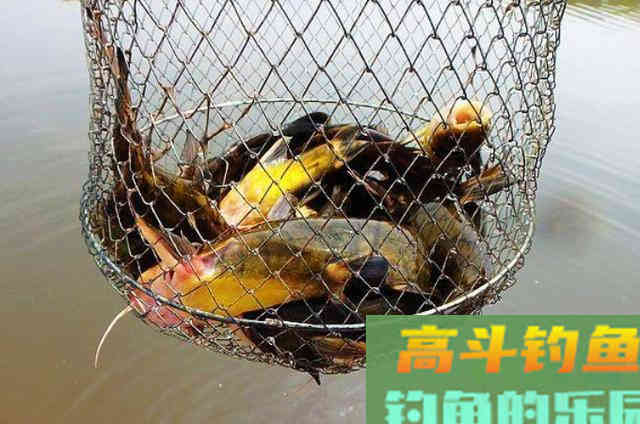 钓了二十年黄骨鱼的这五种速效饵，效果还不错