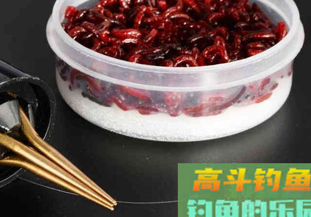 冬季使用红虫做钓饵，不想用手触碰，试试这3招