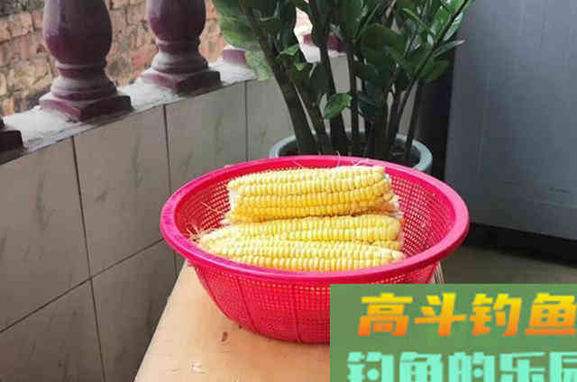 鱼为什么喜欢吃玉米粒？还被钓鱼人称为素饵之王