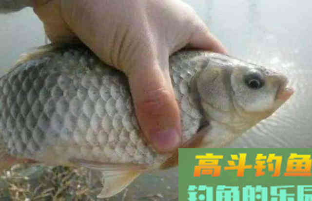 土到掉渣的饵料也能钓好鱼？