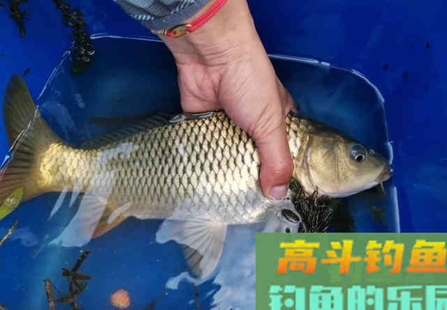火腿肠还能钓鱼？半截火腿肠钓了一上午，实践出真知