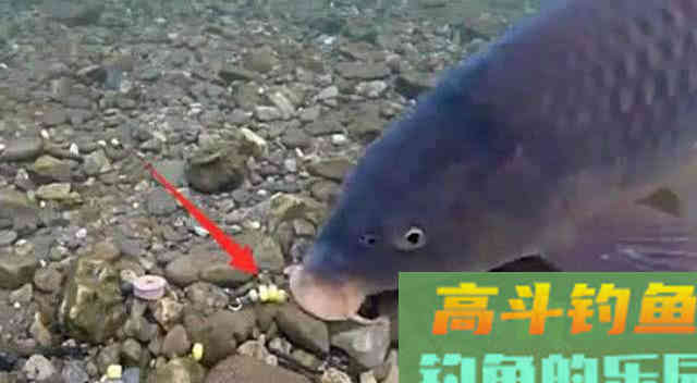 鱼为什么喜欢吃玉米粒？还被钓鱼人称为素饵之王