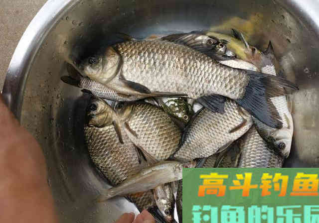 酒米窝料诱鱼，钓获100多条野生鲫鱼