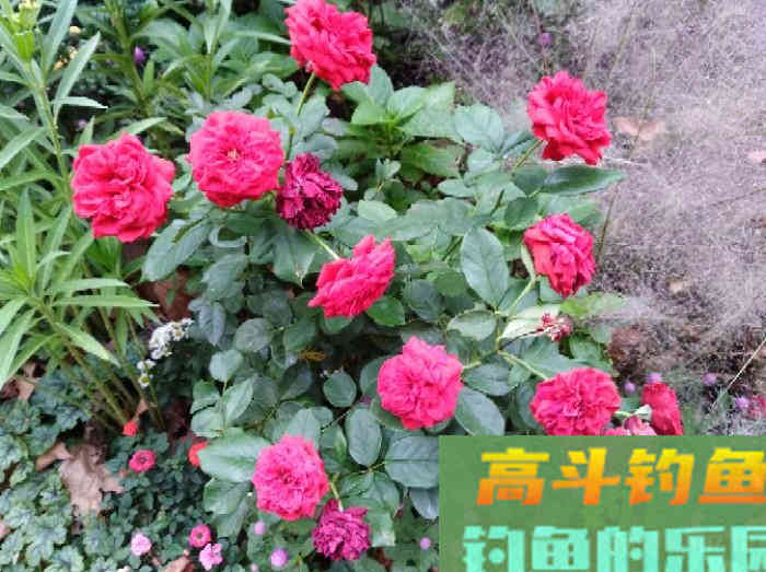 几种不宜挂钩作钓的饵，注意用饵方面的灵活运用与变化