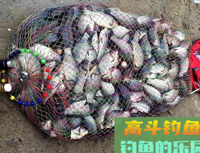 商品饵高级，钓鱼药酒神奇？相反，混合泡酒实质是低端