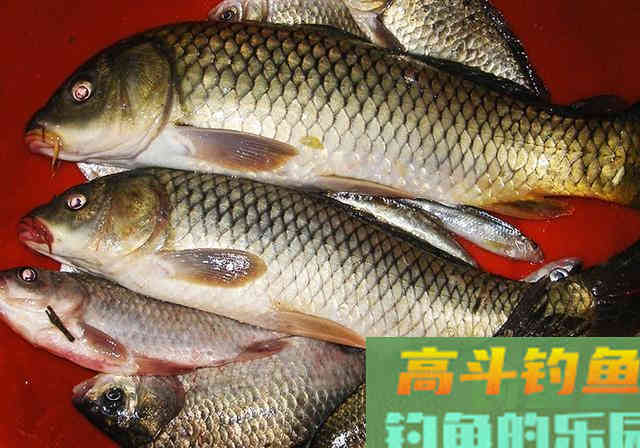 加工一下麦粒，不仅能钓鲫鱼，鲤鱼草鱼也能钓
