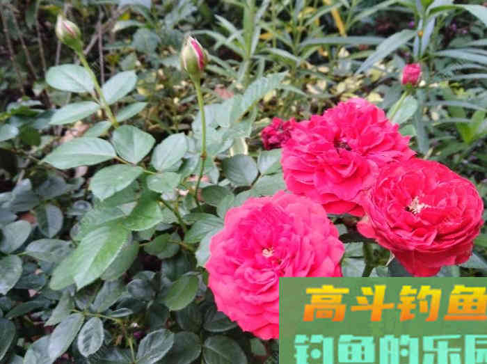 玉米窝料类别与水情鱼情分析，玉米窝料特性与打窝方法