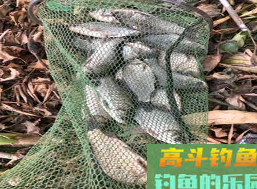 冬季水温低野钓该如何打窝？学会三招野钓发窝快
