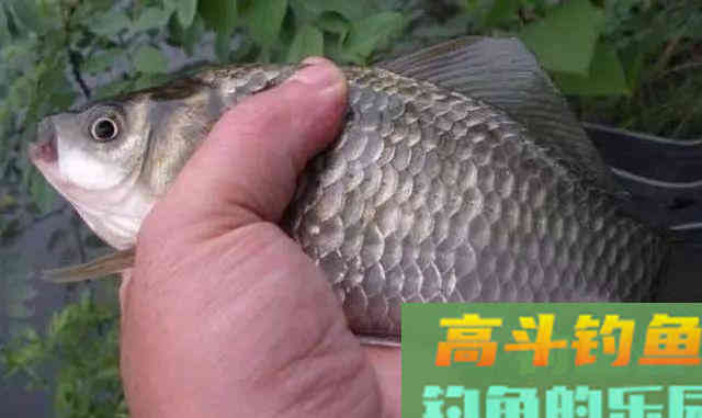 轻松开出完美拉饵状态的技巧，只需这几个细